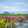 Thale Noi, le plus grand Sanctuaire d'Oiseaux de Thaïlande sur un Lac de Lotus Roses !